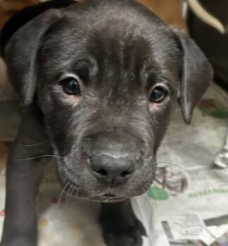 Rescue Pit Bull Terrier and Mixed Breed Dogs for Adoption in Spartanburg, South Carolina - Stuart | PetCurious