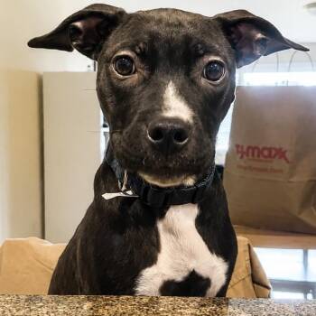 Howie -  Pit Bull Terrier and Mixed Breed Dog for Adoption in Griswold, Connecticut - Howie | PetCurious