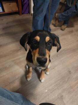 Levi -  Shepherd and Bernese Mountain Dog Dog for Adoption in Thompson Falls, Montana - Levi | PetCurious