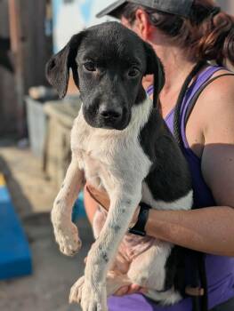 Alivia -  Mixed Breed Dog for Adoption in Huntsville, Alabama - Alivia | PetCurious