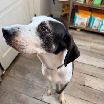 Ryder -  Great Dane and Black Labrador Retriever Dog for Adoption in Abbotsford, British Columbia - Ryder | PetCurious