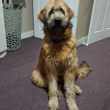 Valentino -  Briard Dog for Adoption in Chicago, Illinois - Valentino | PetCurious
