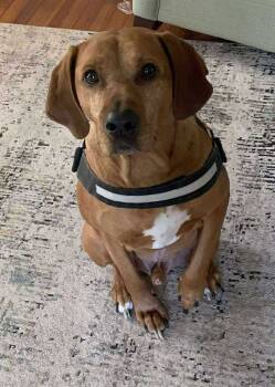 Rescue Labrador Retriever and Hound Dogs for Adoption in Rustburg, Virginia - Red - Not At Shelter | PetCurious