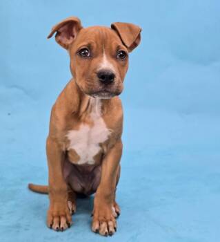 American Staffordshire Terrier Dogs Available for Adoption - Breaker | PetCurious