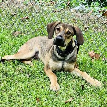 Biggie -  Mixed Breed Dog for Adoption in Groveland, Massachusetts - Biggie | PetCurious