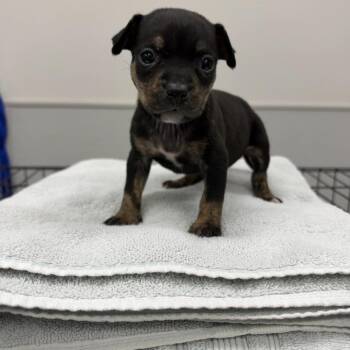 Vienna -  Mixed Breed Dog for Adoption in Jupiter, Florida - Vienna | PetCurious