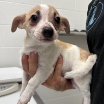 Chihuahua Dogs Available for Adoption in Corpus Christi, Texas - Meg | PetCurious