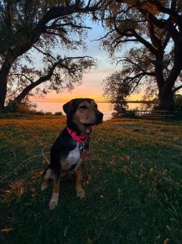 Hershey Kiss -  Mixed Breed Dog for Adoption in Taycheedah, Wisconsin - Hershey Kiss | PetCurious