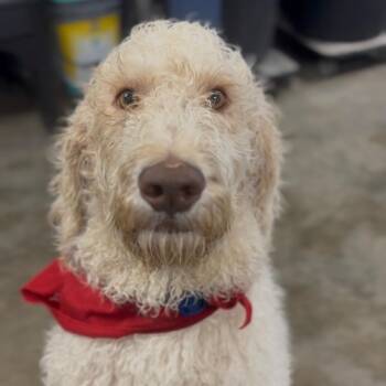 Labrador Retriever and Poodle Dogs Available for Adoption - Steve | PetCurious