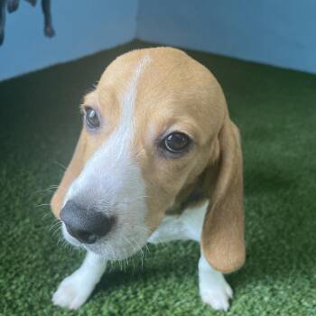 DXH6 4156 aka Bashful -  Beagle Dog for Adoption in Loxahatchee Groves, Florida - DXH6 4156 Aka Bashful | PetCurious