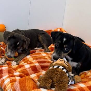 Tamera -  Terrier and Mixed Breed Dog for Adoption in Green Bay, Wisconsin - Tamera | PetCurious