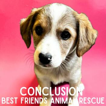 Beagle Dogs Available for Adoption - Conclusion | PetCurious