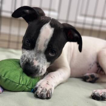 Mixed Breed Dogs Available for Adoption in Titusville, Florida - Bentley | PetCurious