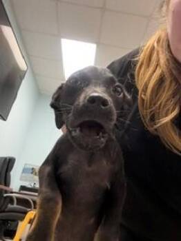 Evana -  Mixed Breed Dog for Adoption in Mobile, Alabama - Evana | PetCurious