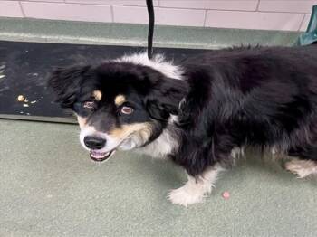 PEARL -  Australian Shepherd Dog for Adoption in Santa Fe, New Mexico - PEARL | PetCurious