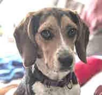 Mia -  Beagle Dog for Adoption in Waterford, New Jersey - Mia | PetCurious