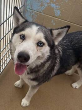 Rescue Husky Dogs for Adoption in Canon City, Colorado - Niylah | PetCurious