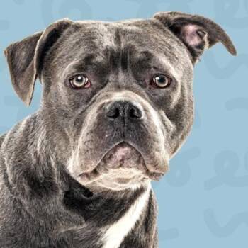 Pit Bull Terrier Dogs Available for Adoption - Jack | PetCurious