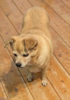 Chihuahua Dogs Available for Adoption - Buddy | PetCurious