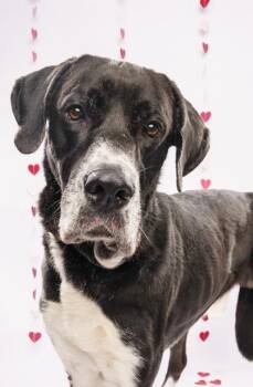 Great Dane Dogs Available for Adoption - Dutch | PetCurious