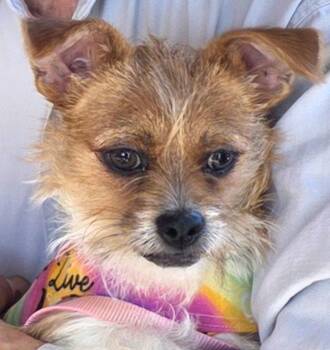 Zelda -  Terrier Dog for Adoption in Lancaster, California - Zelda | PetCurious