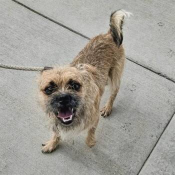 CHARLIE -  Border Terrier Dog for Adoption in Camarillo, California - CHARLIE | PetCurious