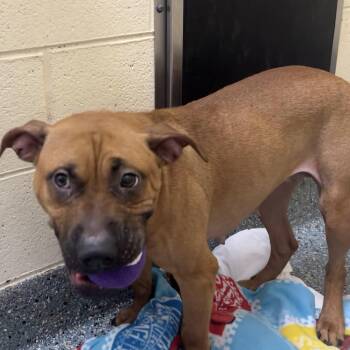 Mixed Breed Dogs Available for Adoption - Madison | PetCurious