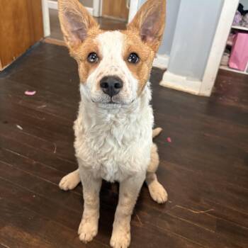 Australian Cattle Dog Blue Heeler and Poodle Dogs Available for Adoption - Maple Aka Nova | PetCurious