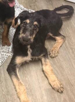 Samwise -  Terrier and German Shepherd Dog Dog for Adoption in Los Angeles, California - Samwise | PetCurious