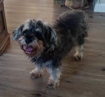 Gracie -  Schnauzer Dog for Adoption in Yarnell, Arizona - Gracie | PetCurious