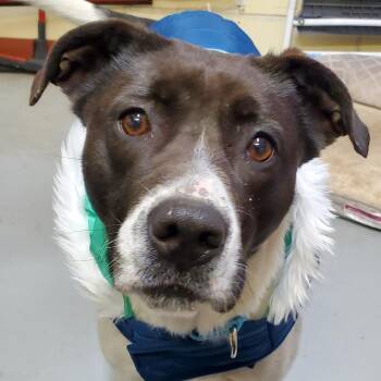 Seneca -  Labrador Retriever and Mixed Breed Dog for Adoption in Springfield, Illinois - Seneca | PetCurious