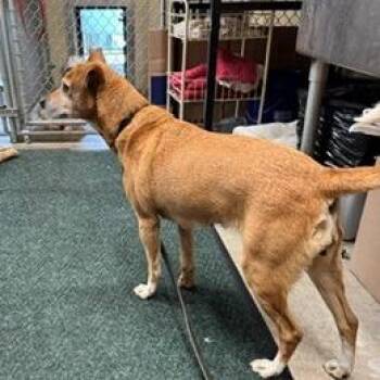 Vera -  Miniature Pinscher and Mixed Breed Dog Available for Adoption - Vera | PetCurious