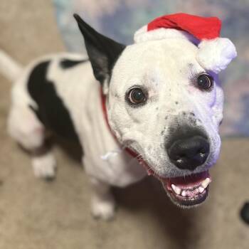 Pit Bull Terrier Dogs Available for Adoption - Bolt | PetCurious