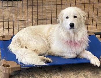 Sweetpea (aka) Dixie -  Great Pyrenees Dog for Adoption in St. Augustine, Florida - Sweetpea (aka) Dixie | PetCurious