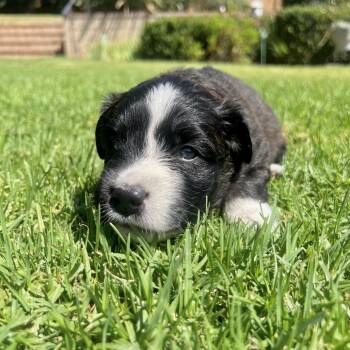 Domino -  Mixed Breed Dog for Adoption in San Diego, California - Domino | PetCurious