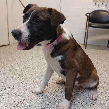 Cattle Dog and Black Mouth Cur Dogs Available for Adoption - Sugar Plum Princess | PetCurious
