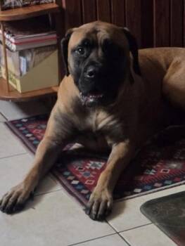 Demi - VA -  Bullmastiff Dog for Adoption in Templeton, Massachusetts - Demi - VA | PetCurious