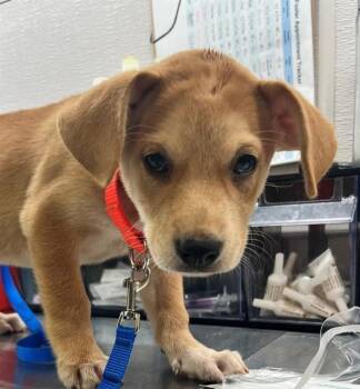 BUZZ -  Labrador Retriever and Mixed Breed Dog for Adoption in Houston, Texas - BUZZ | PetCurious