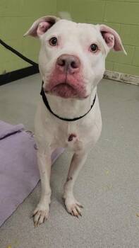 Rescue Pit Bull Terrier and Mixed Breed Dogs for Adoption in Indianapolis, Indiana - MR. SALT | PetCurious