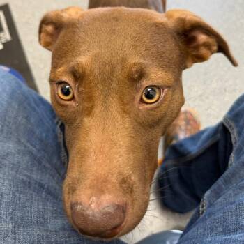 Rosey -  Chocolate Labrador Retriever Dog for Adoption in Bronson, Florida - Rosey | PetCurious