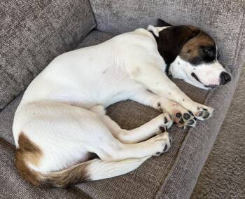 Remington  (Reno) -  Basset Hound Dog for Adoption in Petaluma, California - Remington  (Reno) | PetCurious