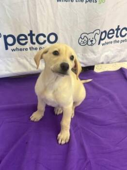 Labrador Retriever Dogs Available for Adoption in Orland Park, Illinois - LaToya Jackson | PetCurious