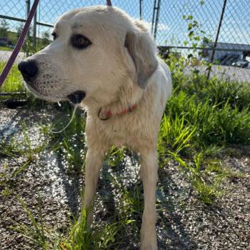 oliva -  Great Pyrenees Dog for Adoption in Butler, Kentucky - Oliva | PetCurious