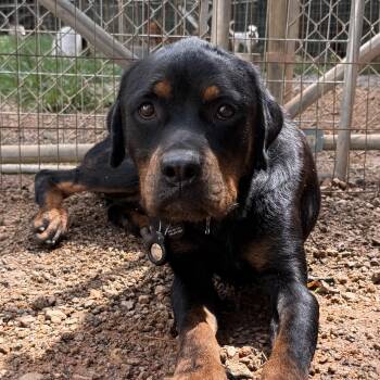 Grover Wilson -  Rottweiler Dog for Adoption in Columbia, South Carolina - Grover Wilson | PetCurious