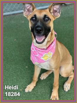 HEIDI -  Shepherd and Belgian Shepherd Malinois Dog for Adoption in Marietta, Georgia - HEIDI | PetCurious