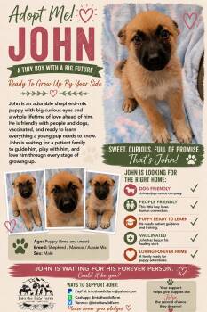 John -  Shepherd Dog for Adoption in Frazier Park, California - John | PetCurious