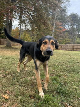 Rescue German Shepherd Dog Dogs for Adoption in Holly Springs, North Carolina - Fiyero | PetCurious