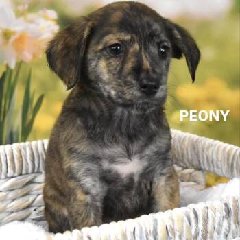 Peony -  Mixed Breed Dog for Adoption in Tempe, Arizona - Peony | PetCurious