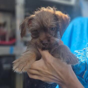 Furby -  Brussels Griffon Dog for Adoption in Wahiawa, Hawaii - Furby | PetCurious