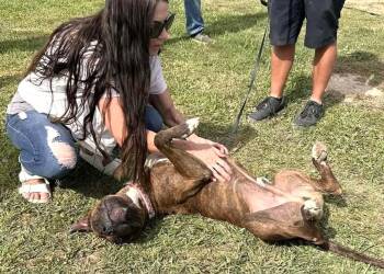 Rescue American Staffordshire Terrier Dogs for Adoption in West Richland, Washington - Tigger-FOSTER NEEDED | PetCurious